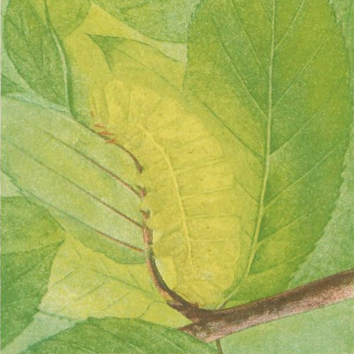 leaf litter icon